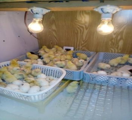 Poultry Farm
