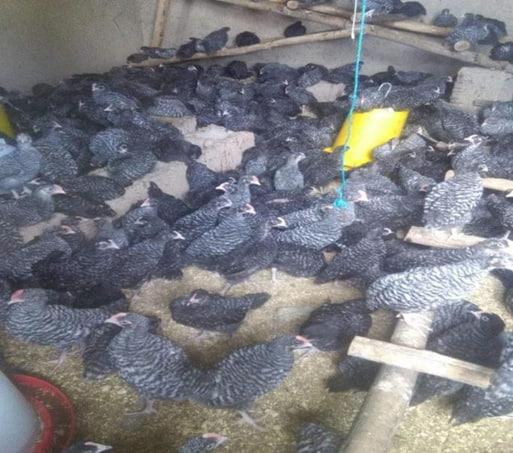 Hatchery