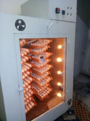Hatchery
