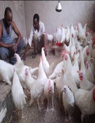 Hatchery