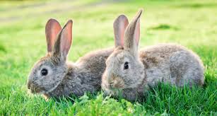 Rabbit Farm