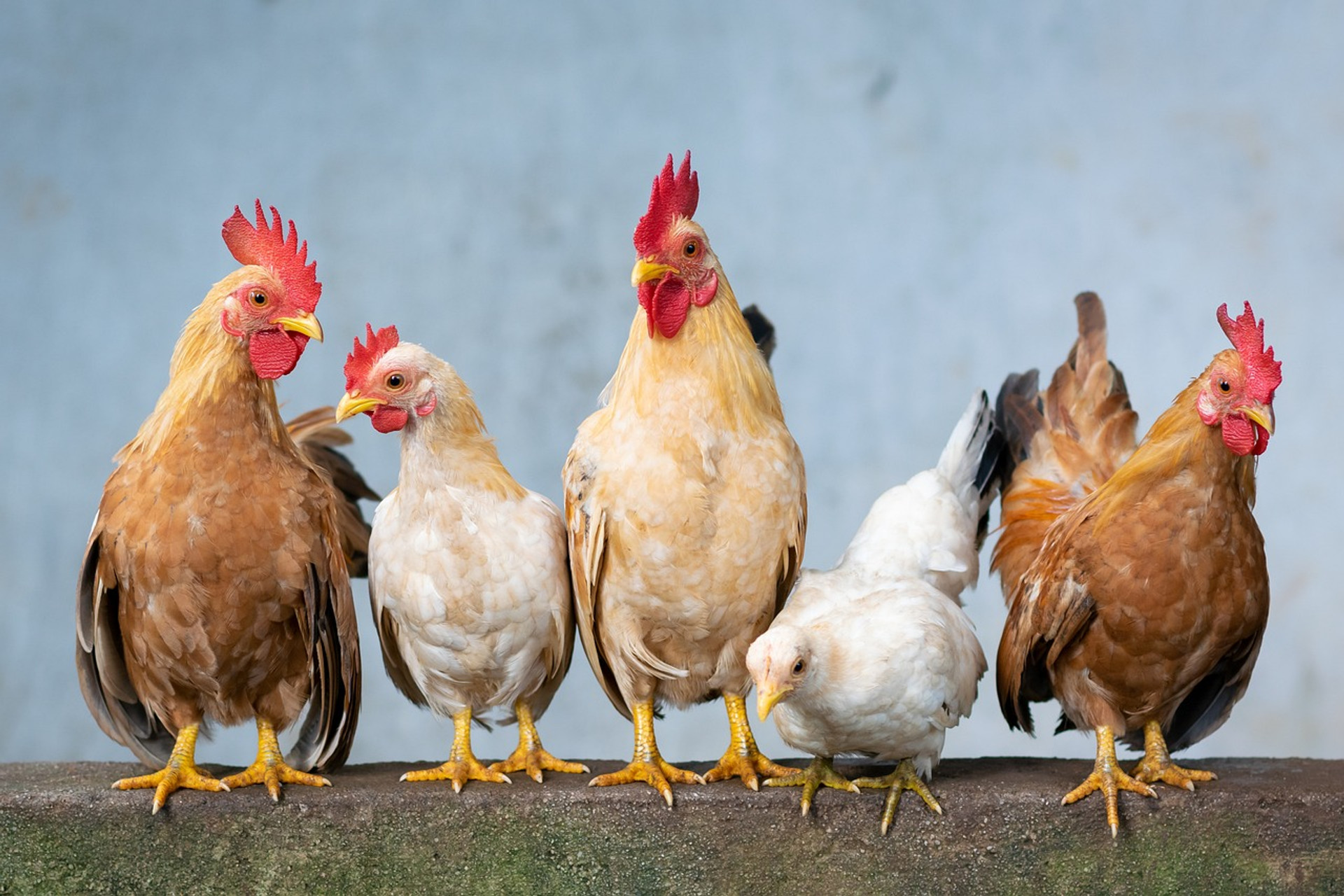 Fresh Poultry Available
