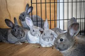 Rabbit Production Increased